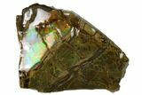 Iridescent Ammolite (Fossil Ammonite Shell) - Alberta, Canada #156840-1